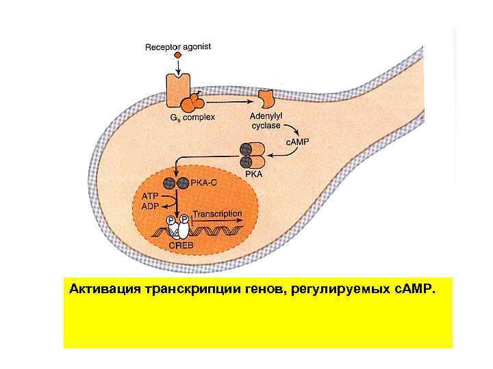 Активация транскрипции генов, регулируемых с. АМР. 