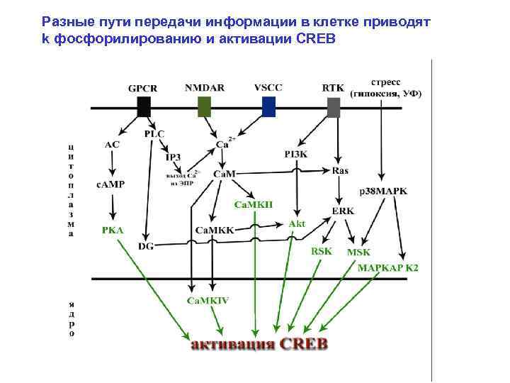 Разные пути передачи информации в клетке приводят k фосфорилированию и активации CREB 