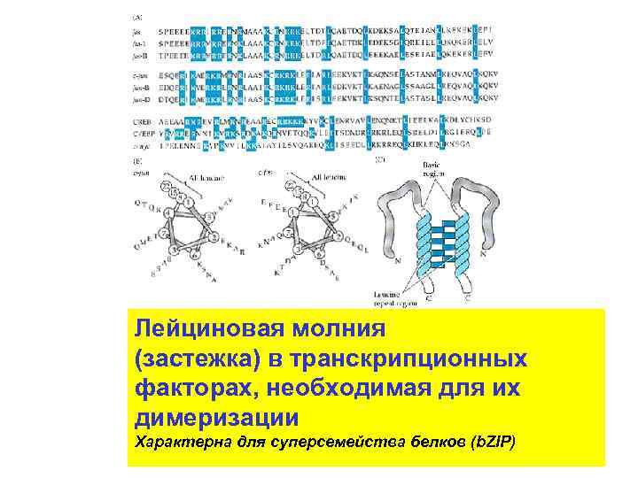 Лейциновая молния (застежка) в транскрипционных факторах, необходимая для их димеризации Характерна для суперсемейства белков