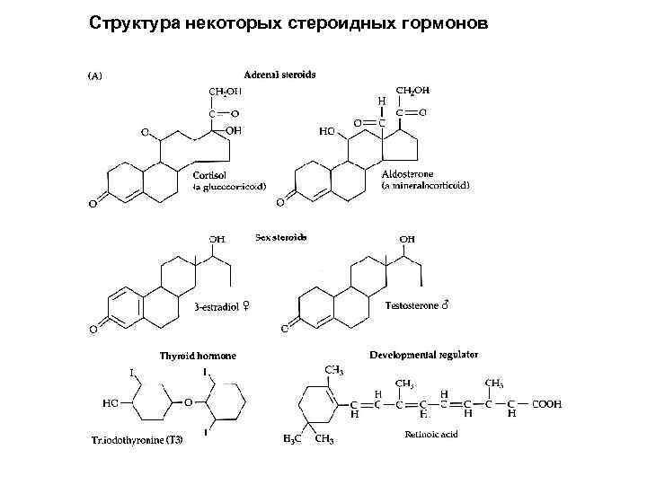 Структура некоторых стероидных гормонов 