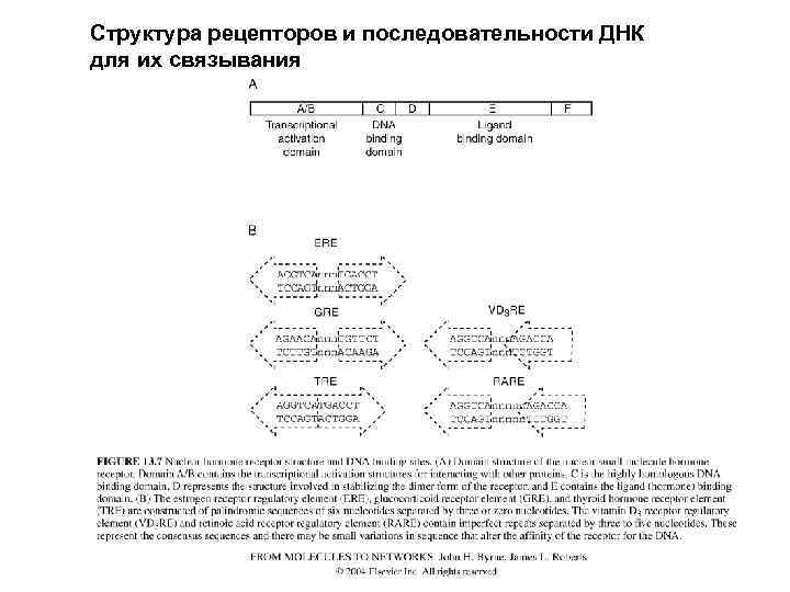 Структура рецепторов и последовательности ДНК для их связывания 
