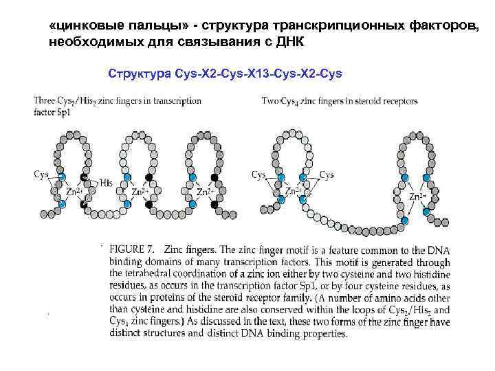  «цинковые пальцы» - структура транскрипционных факторов, необходимых для связывания с ДНК Структура Cys-X