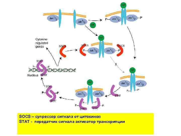 SOCS – супрессор сигнала от цитокинов STAT - передатчик сигнала активатор транскрипции 