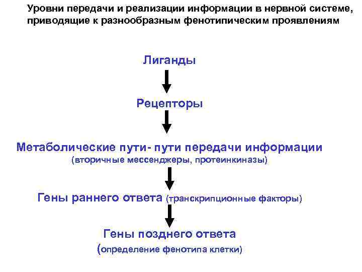 Уровни передачи и реализации информации в нервной системе, приводящие к разнообразным фенотипическим проявлениям Лиганды