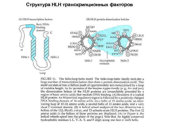 Структура HLH транскрипционных факторов 