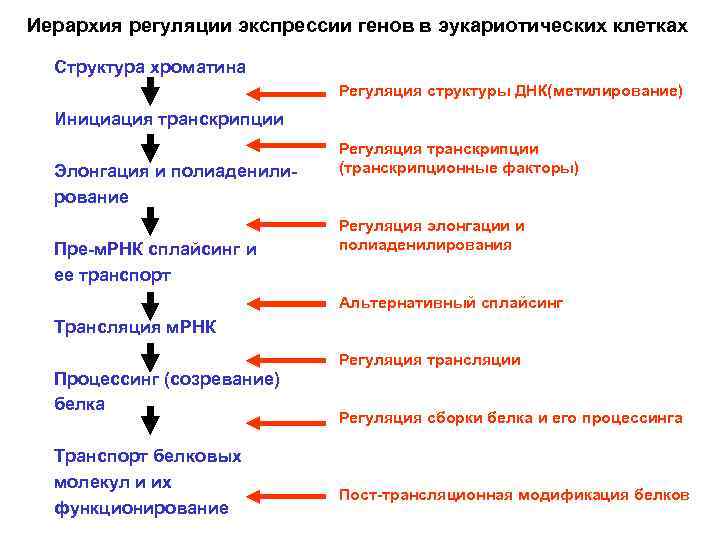 Уровни регуляции у эукариот