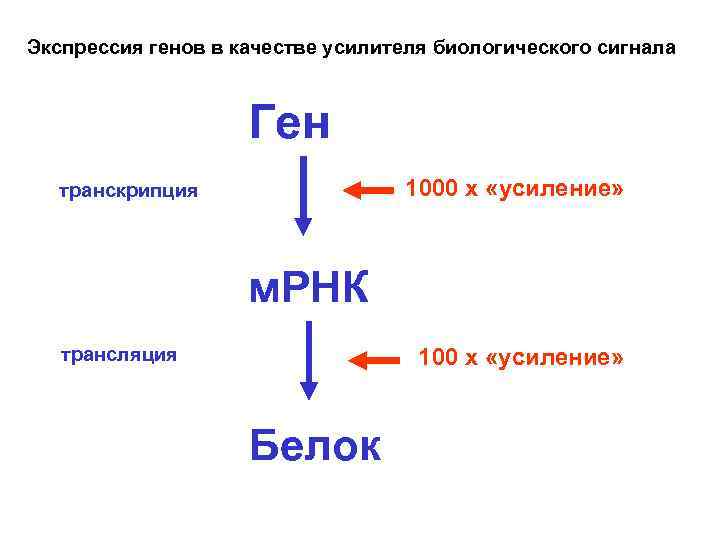 Что такое экспрессия генов