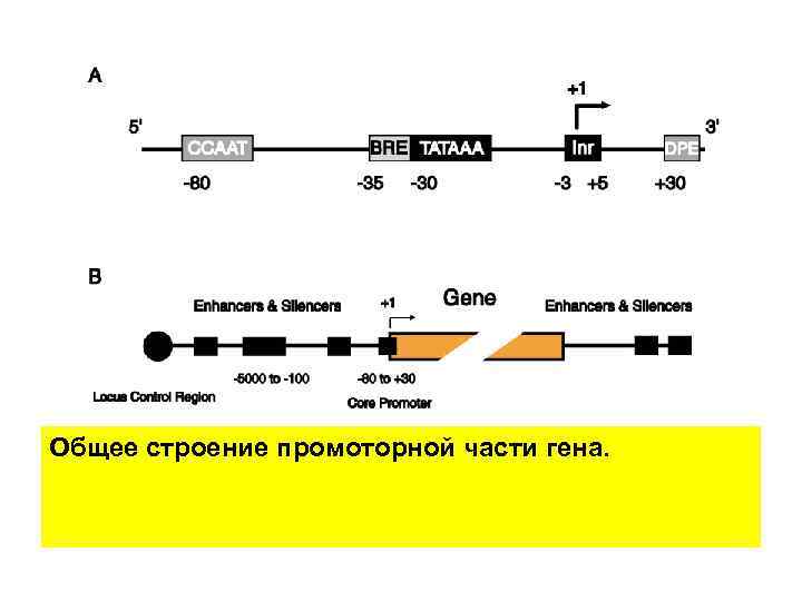 Общее строение промоторной части гена. 