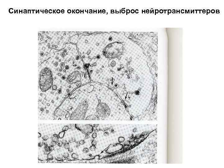 Синаптическое окончание, выброс нейротрансмиттеров 