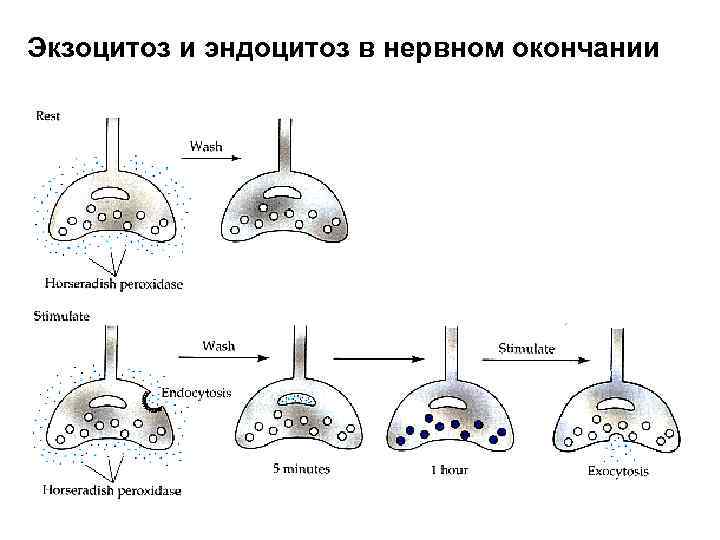 Экзоцитоз и эндоцитоз в нервном окончании 