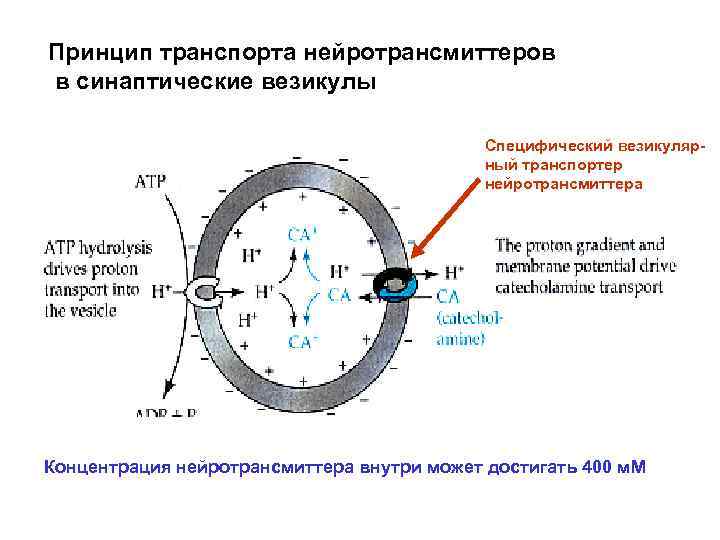 Принцип транспорта нейротрансмиттеров в синаптические везикулы Специфический везикулярный транспортер нейротрансмиттера Концентрация нейротрансмиттера внутри может
