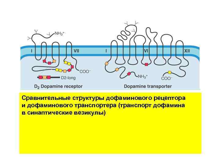 Сравнительные структуры дофаминового рецептора и дофаминового транспортера (транспорт дофамина в синаптические везикулы) 