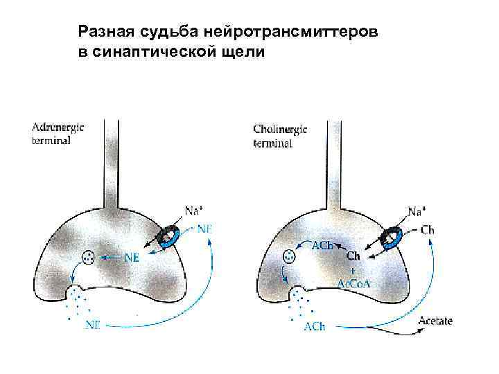 Разная судьба нейротрансмиттеров в синаптической щели 