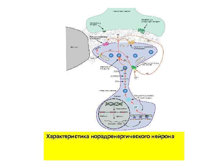 Характеристика норадренергического нейрона 