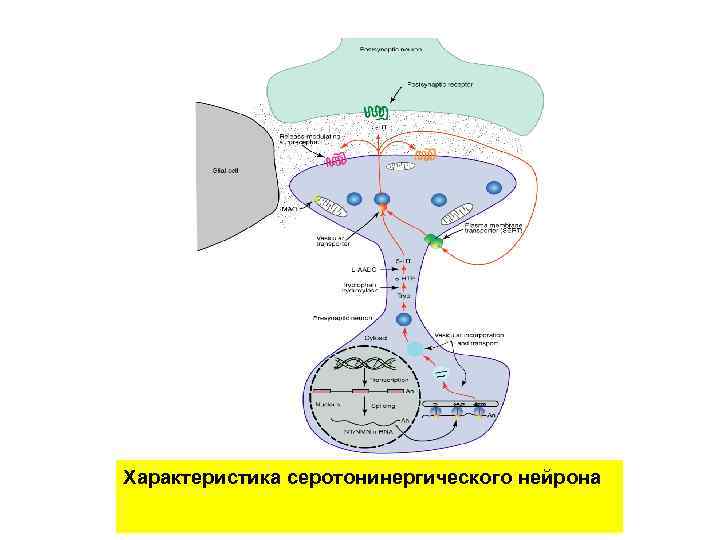 Характеристика серотонинергического нейрона 