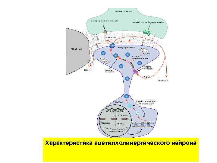 Характеристика ацетилхолинергического нейрона 