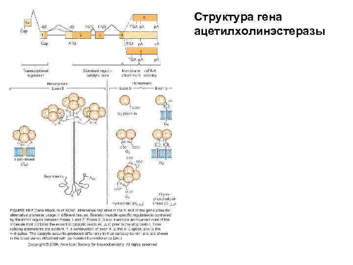 Структура гена ацетилхолинэстеразы 