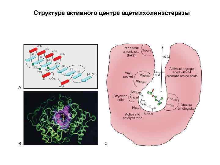 Активная структура. Строение активного центра ацетилхолинэстеразы. Ацетилхолинэстераза структура. Холинэстераза активный центр. Строение активного центра холинэстеразы схема.