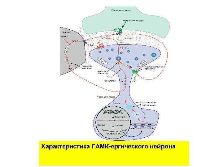 Характеристика ГАМК-ергического нейрона 