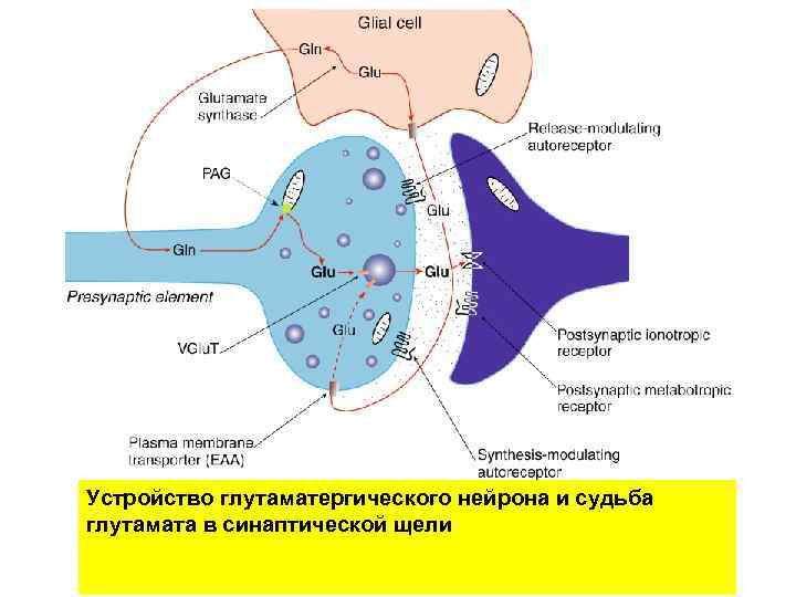 Устройство глутаматергического нейрона и судьба глутамата в синаптической щели 