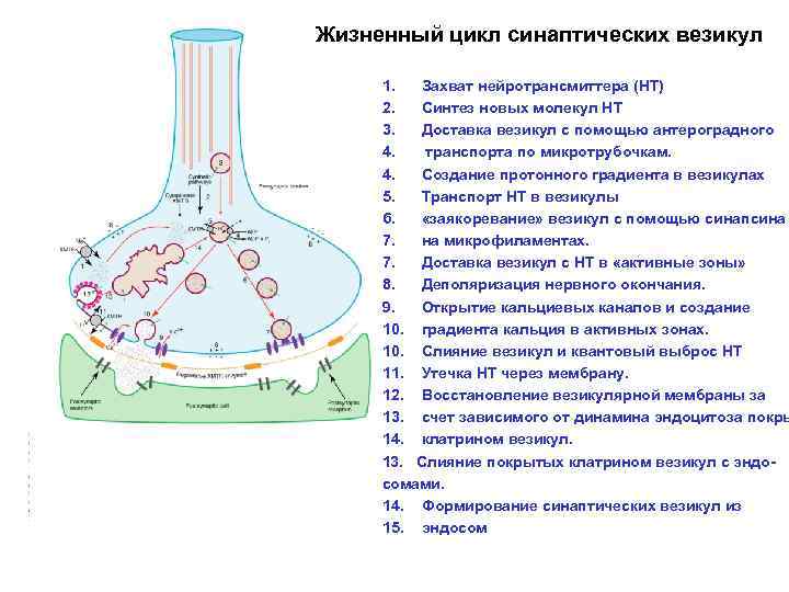 Везикулы с нейромедиаторами. Цикл синаптических везикул. Синаптические везикулы с нейромедиатором. Строение синаптической везикулы. Нейротрансмиттерные системы мозга.