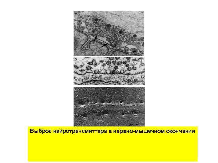Выброс нейротрансмиттера в нервно-мышечном окончании 