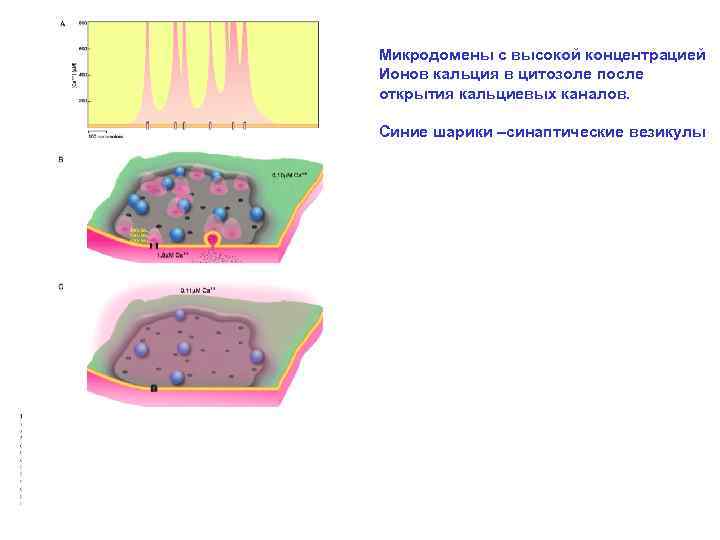 Микродомены с высокой концентрацией Ионов кальция в цитозоле после открытия кальциевых каналов. Синие шарики