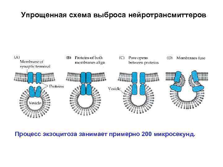 Упрощенная схема выброса нейротрансмиттеров Процесс экзоцитоза занимает примерно 200 микросекунд. 