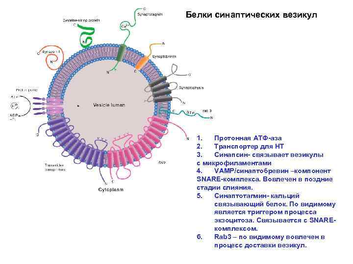 Белки синаптических везикул 1. Протонная АТФ-аза 2. Транспортер для НТ 3. Синапсин- связывает везикулы