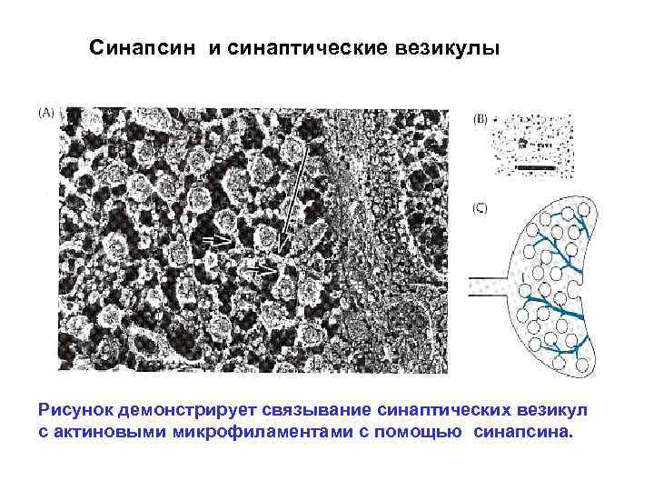 Синапсин и синаптические везикулы Рисунок демонстрирует связывание синаптических везикул с актиновыми микрофиламентами с помощью