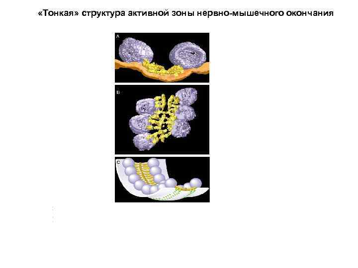  «Тонкая» структура активной зоны нервно-мышечного окончания 