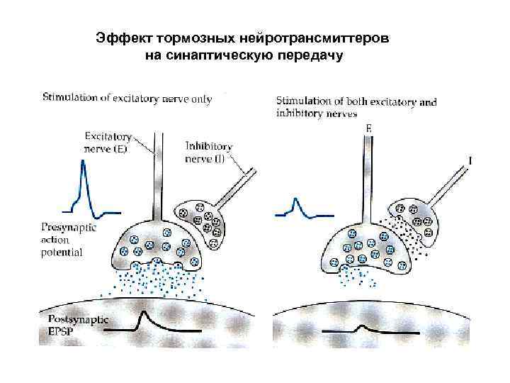 Эффект тормозных нейротрансмиттеров на синаптическую передачу 