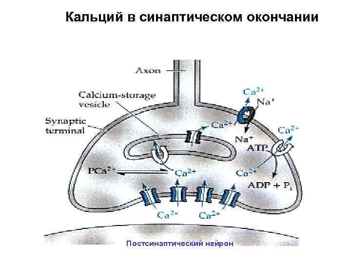 Кальций в синаптическом окончании Постсинаптический нейрон 