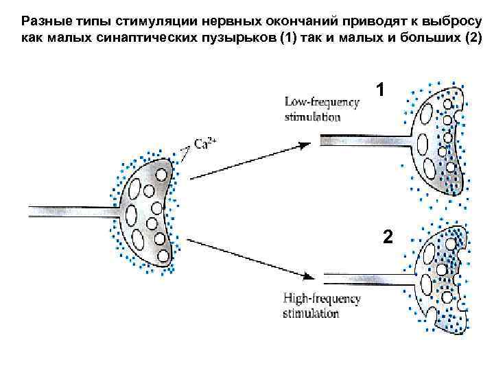 Разные типы стимуляции нервных окончаний приводят к выбросу как малых синаптических пузырьков (1) так