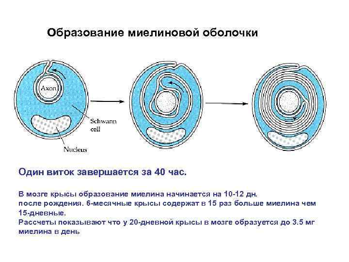 Образование миелиновой оболочки Один виток завершается за 40 час. В мозге крысы образование миелина