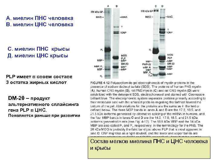 А. миелин ПНС человека В. миелин ЦНС человека С. миелин ПНС крысы Д. миелин