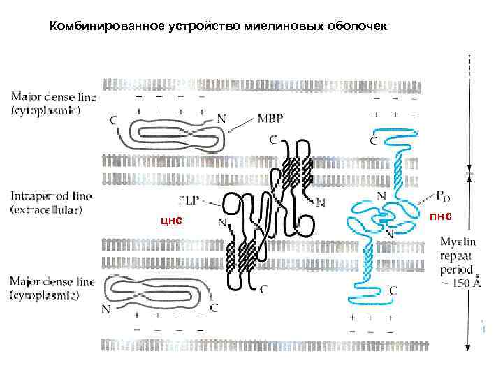 Внутриклеточная локализация основных белков миелина в Комбинированное устройство миелиновых оболочек ЦНС и ПНС цнс