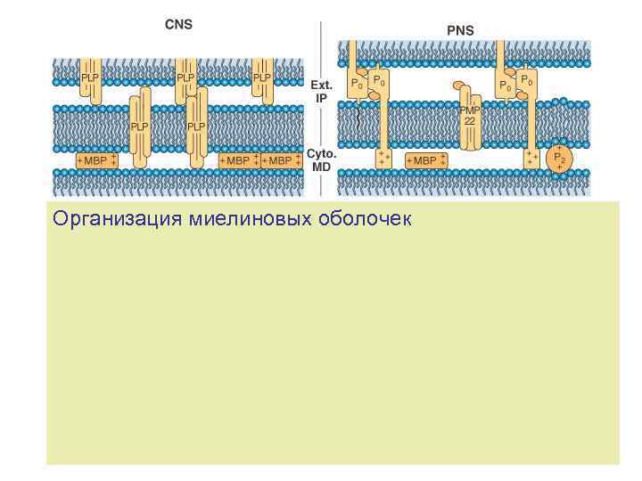 Организация миелиновых оболочек 