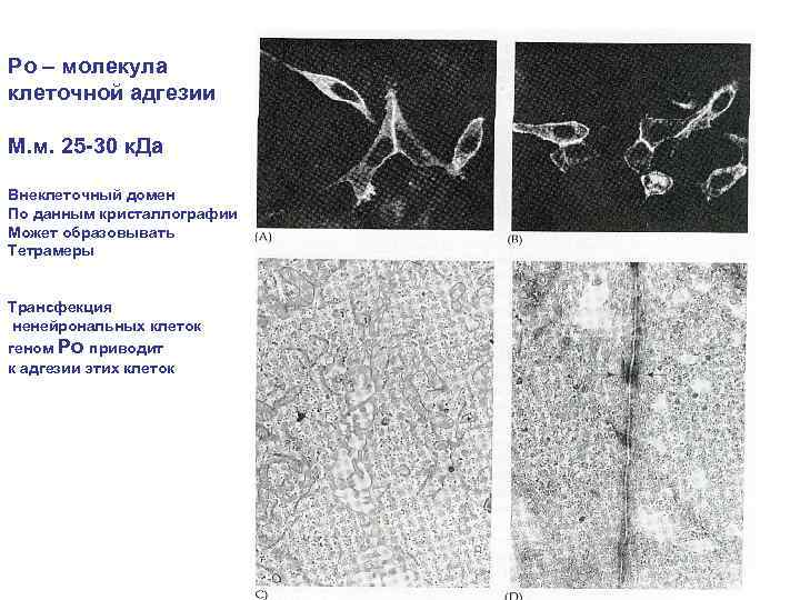 Ро – молекула клеточной адгезии М. м. 25 -30 к. Да Внеклеточный домен По
