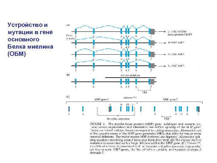Устройство и мутации в гене основного Белка миелина (ОБМ) 