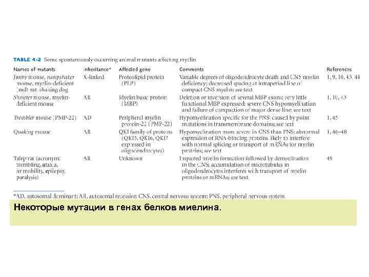 Некоторые мутации в генах белков миелина. 