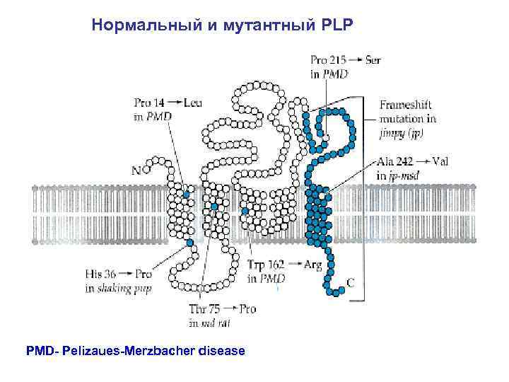 Нормальный и мутантный PLP PMD- Pelizaues-Merzbacher disease 