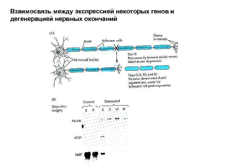 Взаимосвязь между экспрессией некоторых генов и дегенерацией нервных окончаний 