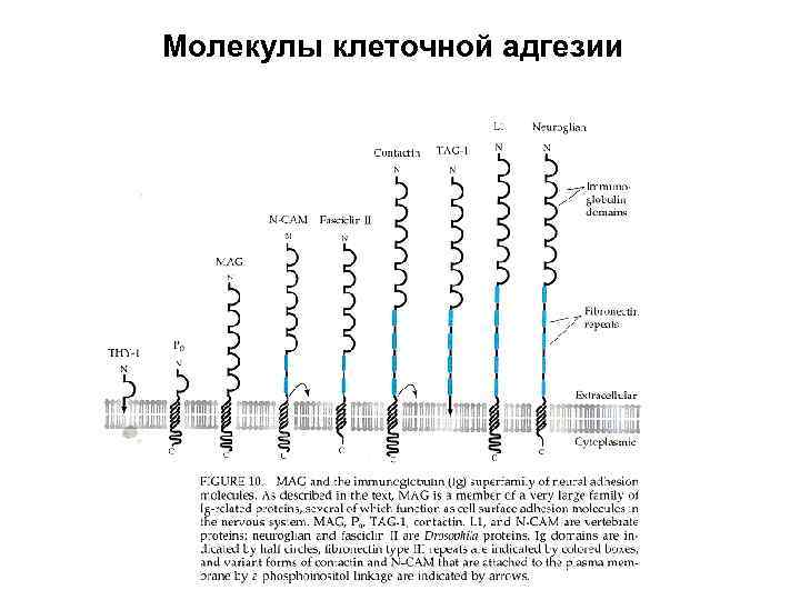 Молекулы клеточной адгезии 