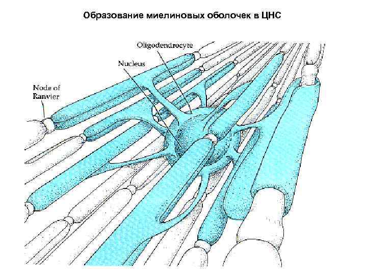 Образование миелиновых оболочек в ЦНС 