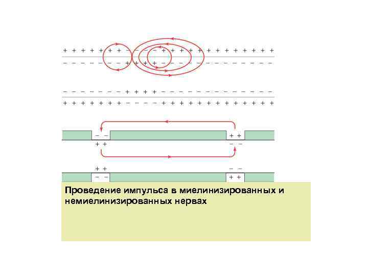 Проведение импульса в миелинизированных и немиелинизированных нервах 