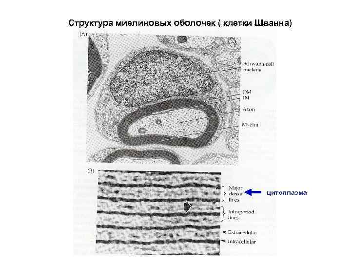 Структура миелиновых оболочек ( клетки Шванна) цитоплазма 