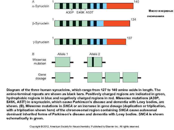 Много в нервных окончаниях Diagram of the three human synucleins, which range from 127