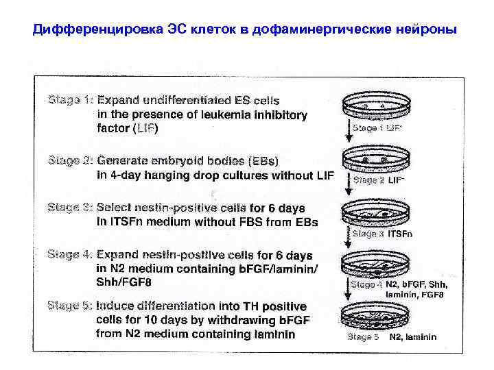 Дифференцировка ЭС клеток в дофаминергические нейроны 