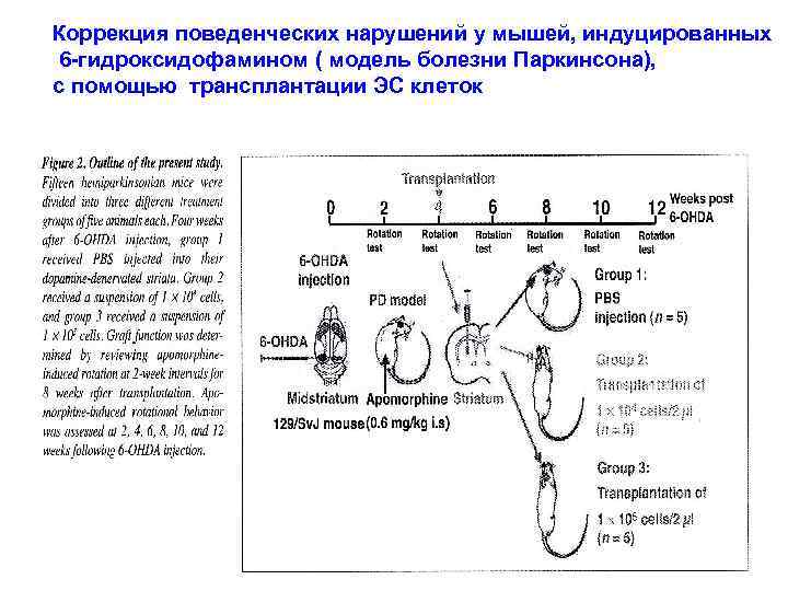 Коррекция поведенческих нарушений у мышей, индуцированных 6 -гидроксидофамином ( модель болезни Паркинсона), с помощью